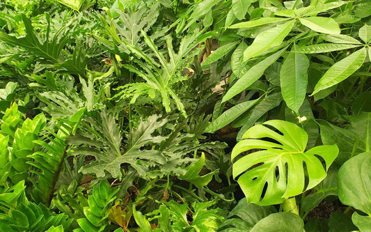 1 Mystery Plant Monthly Subscription Box (6 month prepay) - Plantonio