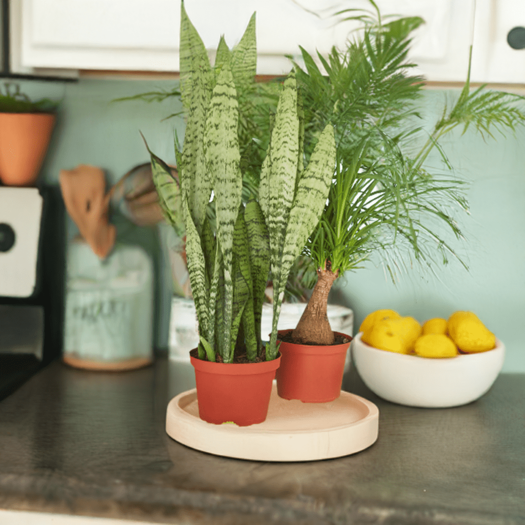 2 - 6" Indoor Plants Premium Subscription box - Plantonio