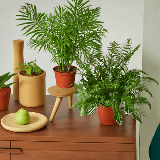 2 - 6" Pet-Friendly Plants Premium Subscription box - Plantonio