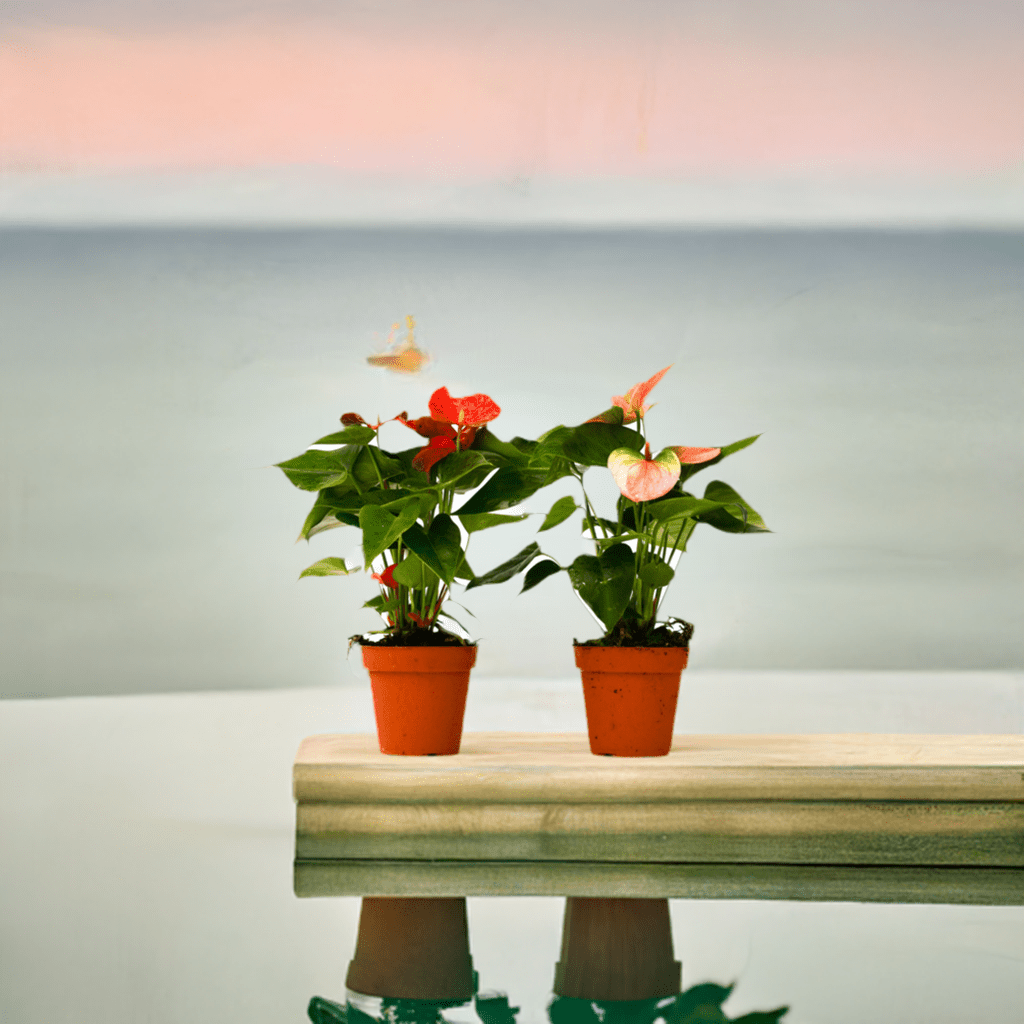 2 Anthurium Variety Pack - 4" Pots - Plantonio