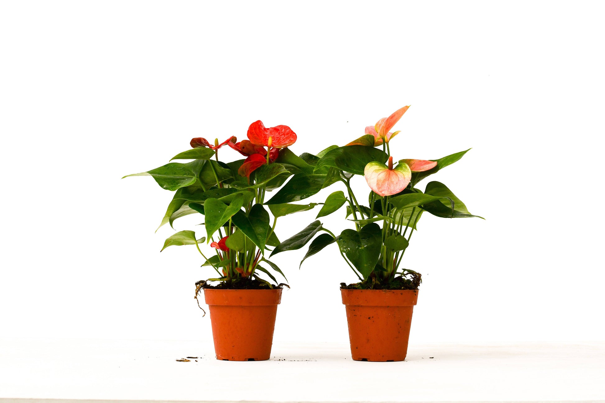 2 Anthurium Variety Pack - 4" Pots - Plantonio