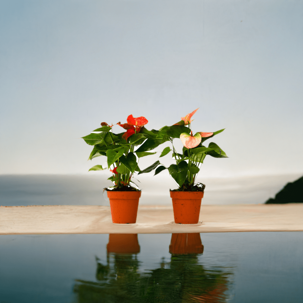 2 Anthurium Variety Pack - 4" Pots - Plantonio