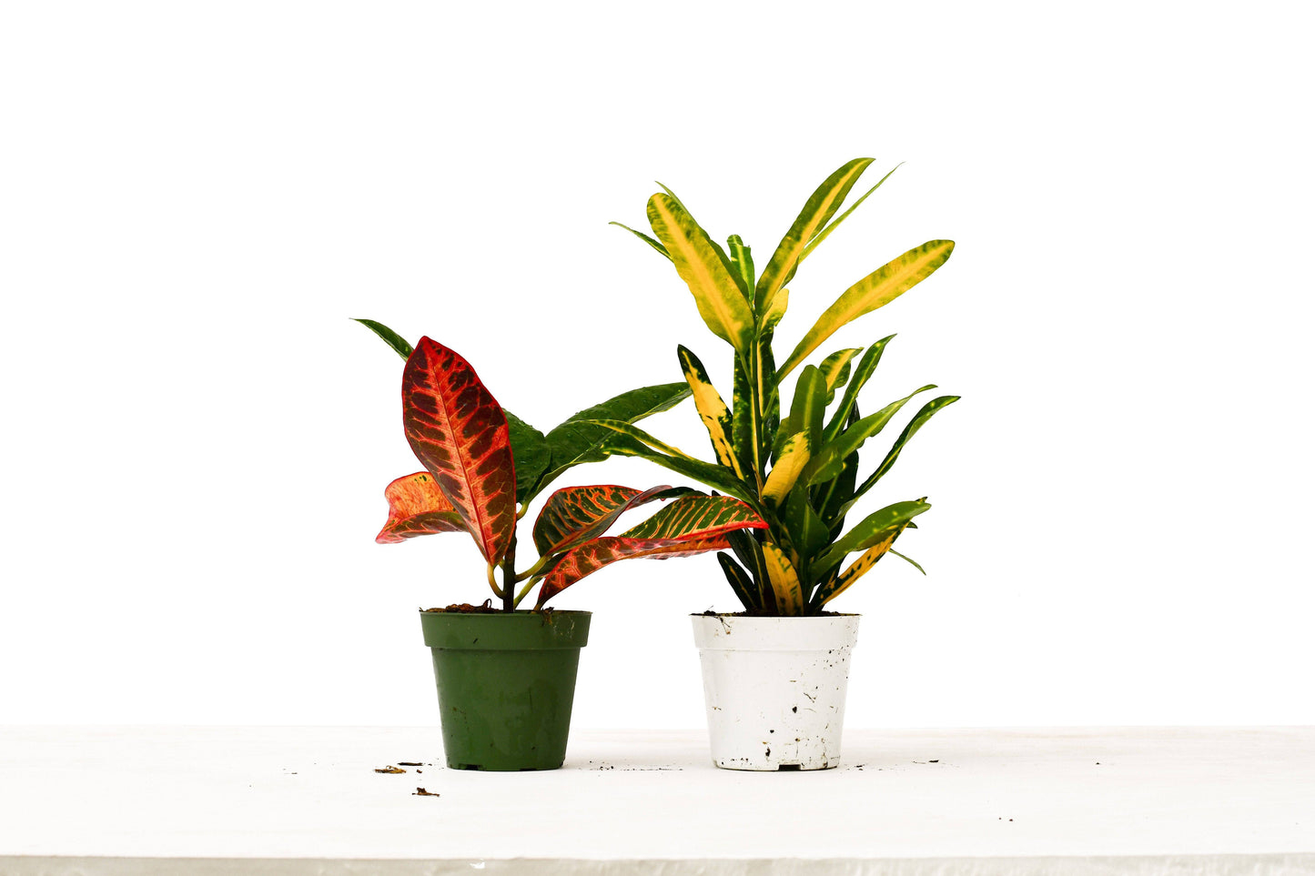 2 Croton Variety Pack - 4" Pot - Plantonio