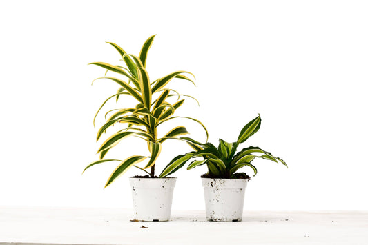 2 Dracaena Variety Pack - 4" Pot - Plantonio