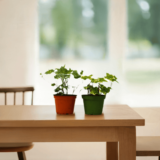 2 English Ivy Variety Pack - 4" Pot - Plantonio