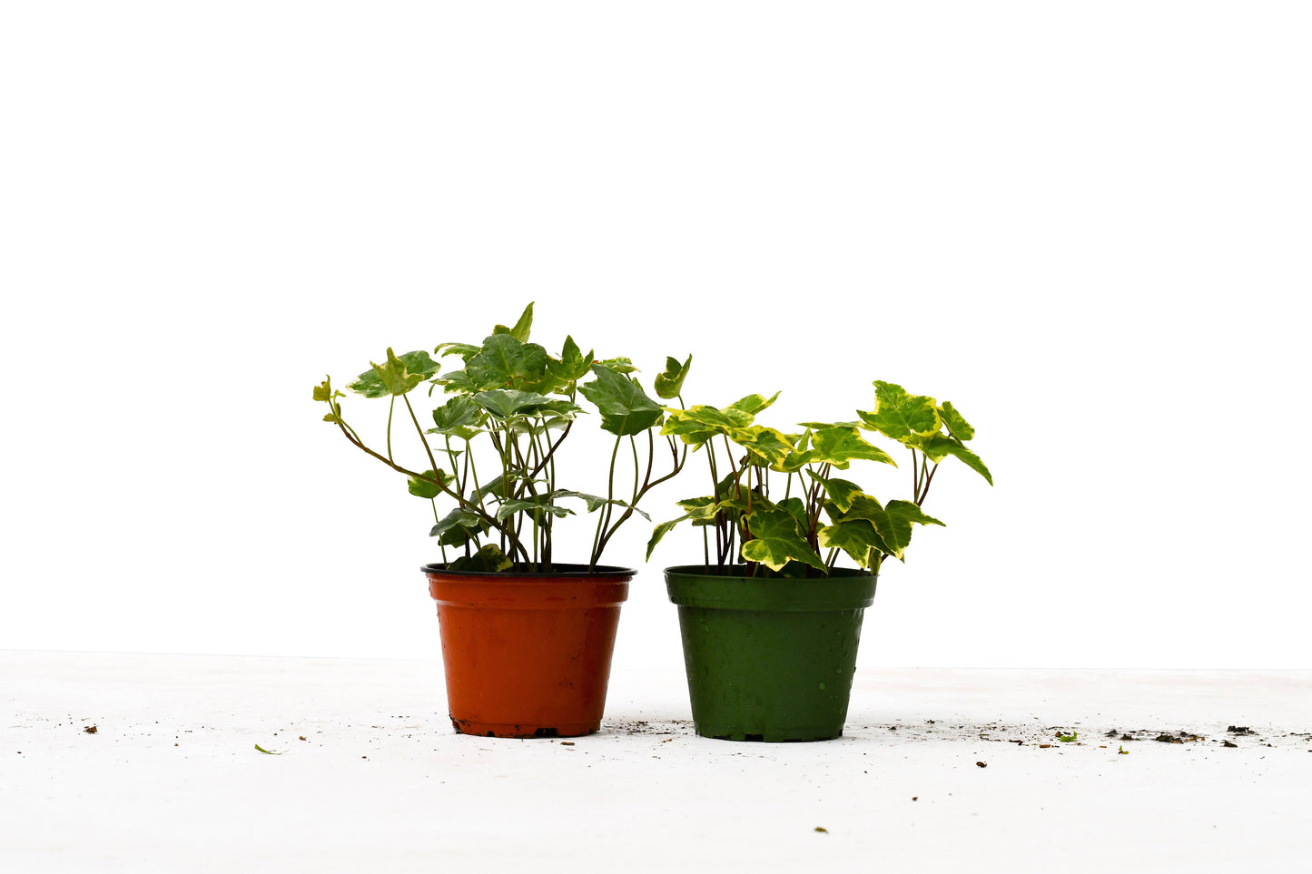 2 English Ivy Variety Pack - 4" Pot - Plantonio