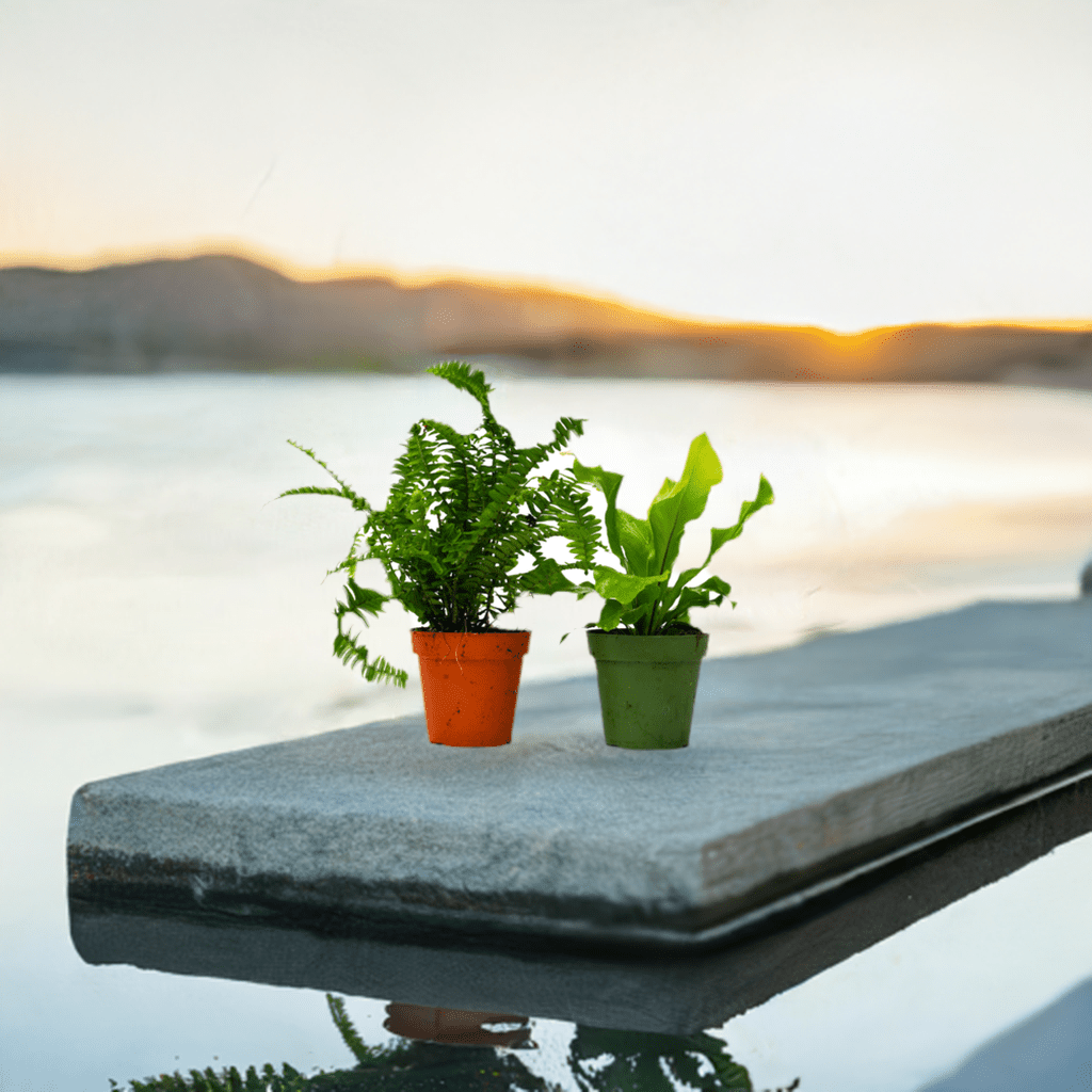 2 Fern Variety Pack - 4" Pot - Plantonio