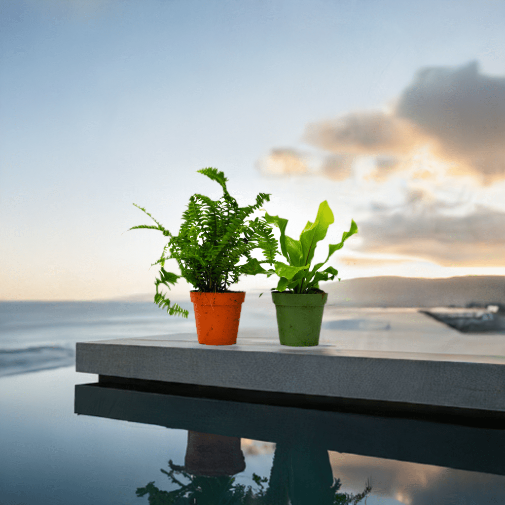 2 Fern Variety Pack - 4" Pot - Plantonio