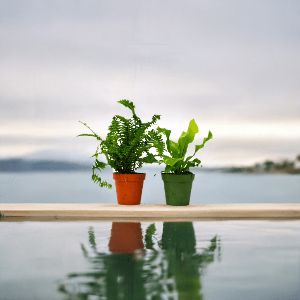 2 Fern Variety Pack - 4" Pot - Plantonio