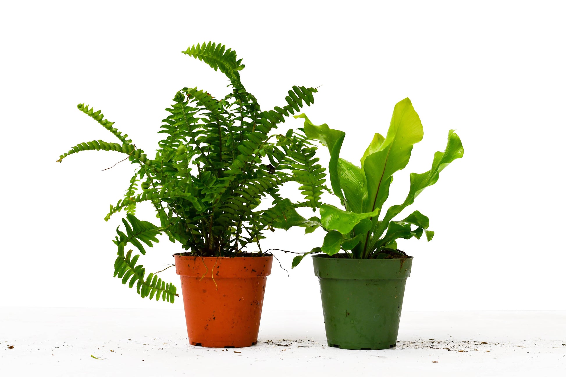 2 Fern Variety Pack - 4" Pot - Plantonio