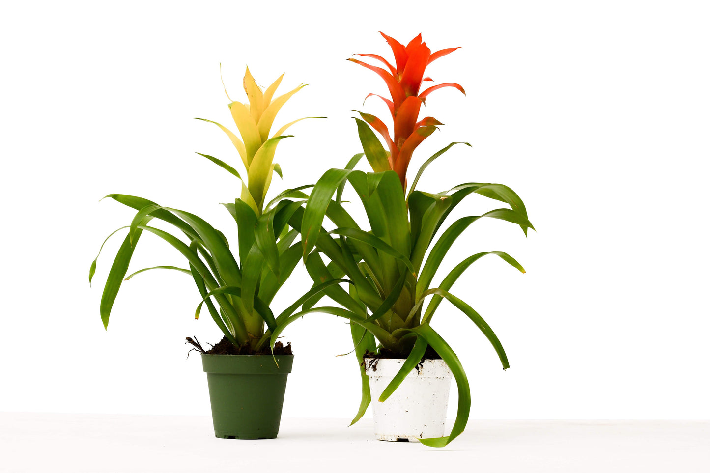 2 Guzmania Bromeliads - 4" Pots - Plantonio