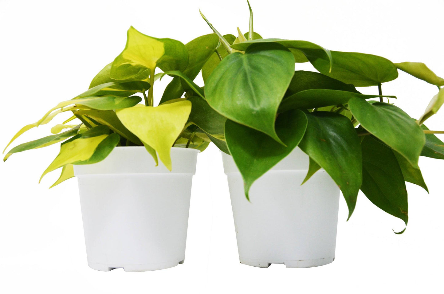 2 Philodendron Variety Pack - 4" Pots - Plantonio