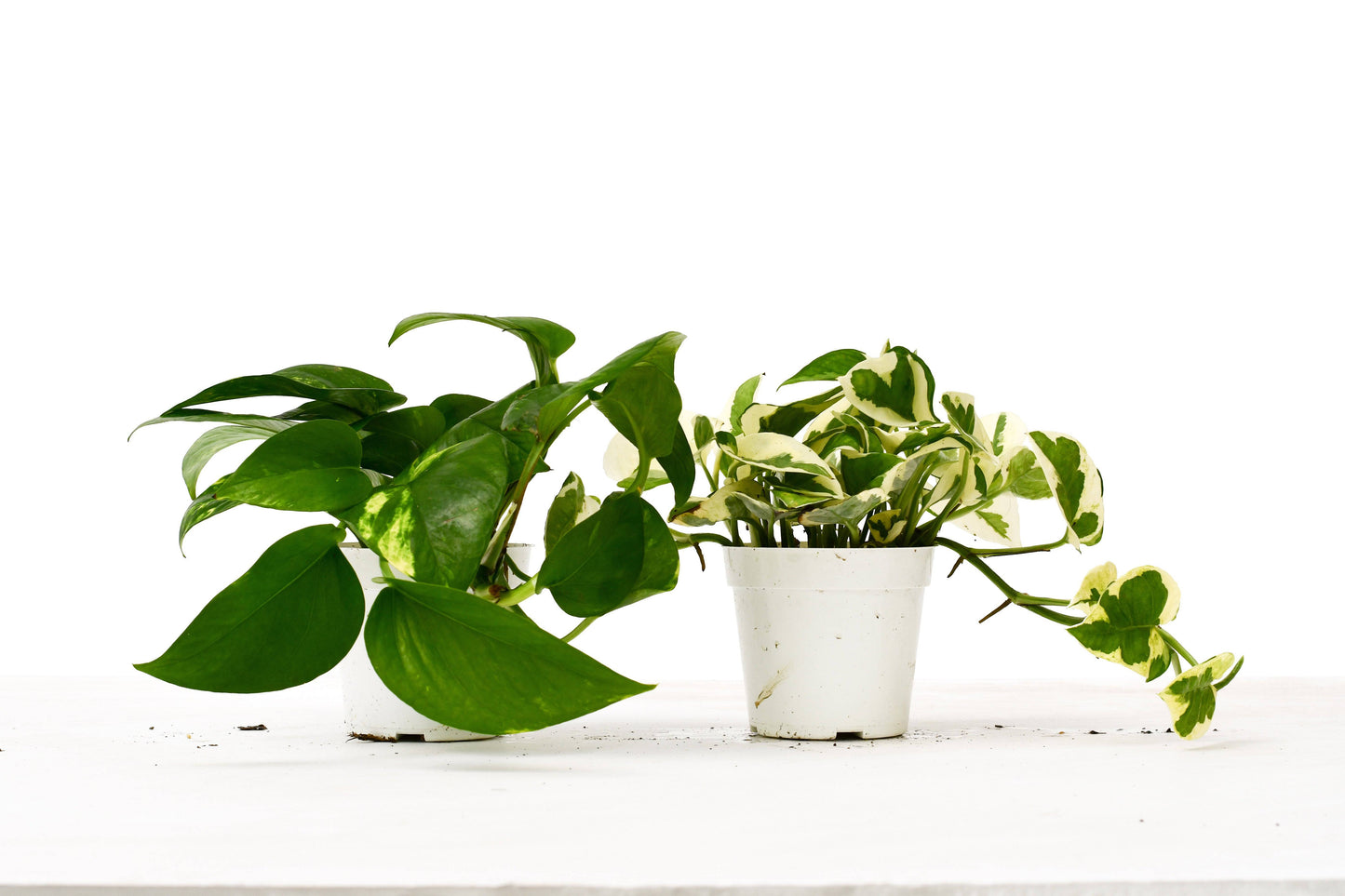 2 Pothos Variety Pack - 4" Pot - Plantonio