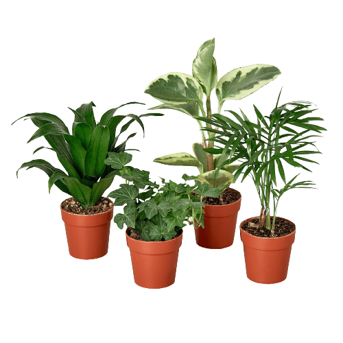 2" Tropical Plant Variety Bundle - Plantonio