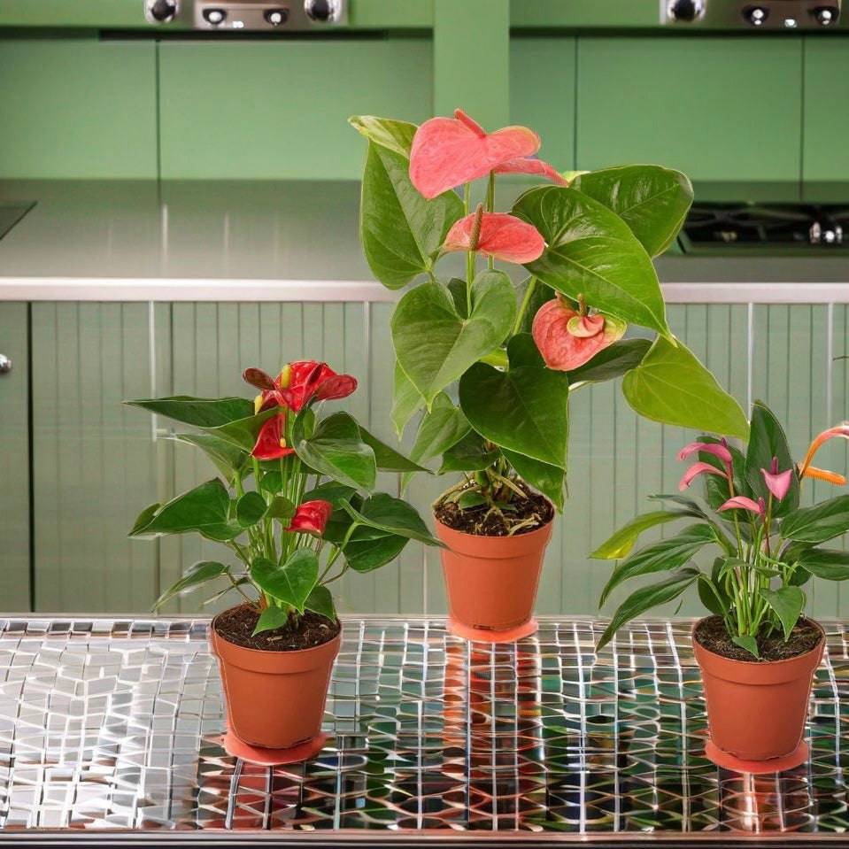 3 Anthurium Variety Pack- All Different Colors - 4" Pots - Plantonio