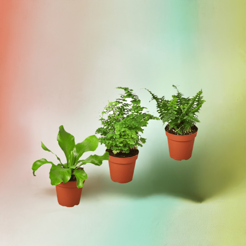 3 Fern Variety Pack - Live Plants - 4" Pot - House Plant - Plantonio