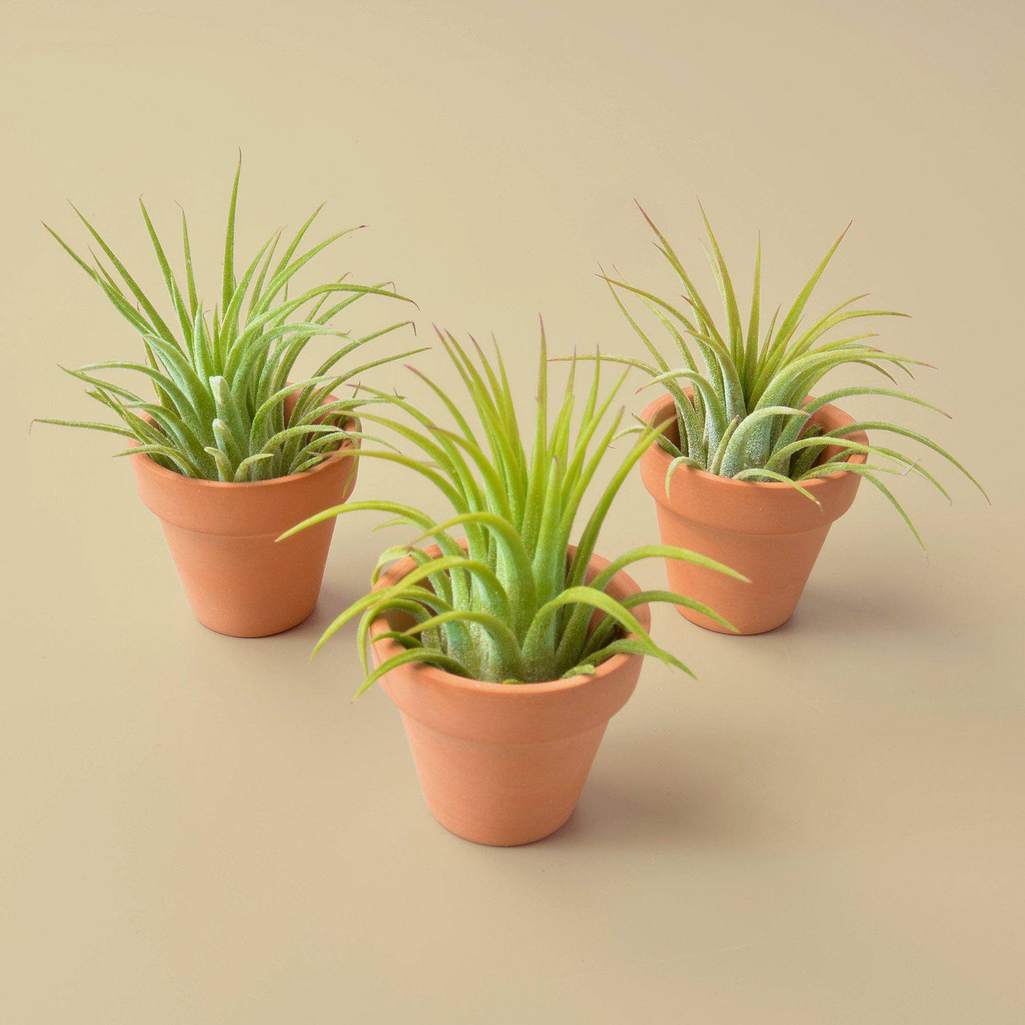 3 Ionantha Air Plants with Mini Terra Cotta Pots - Plantonio