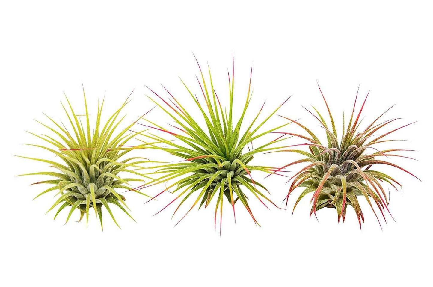 3 Ionantha Guatemala Air Plants / FREE Care Guide / Blooms - Plantonio