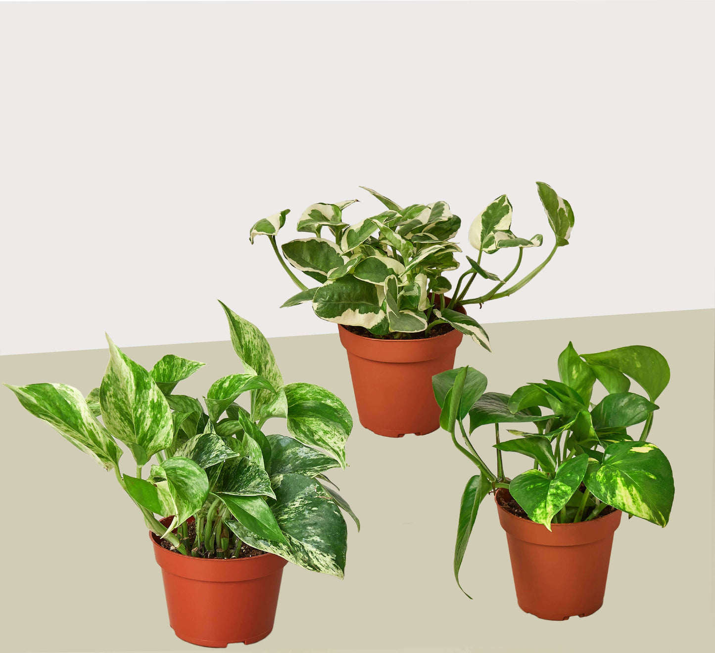 3 Pothos Variety Pack / 4" Pot / Live Plant / Home and Garden Plants - Plantonio