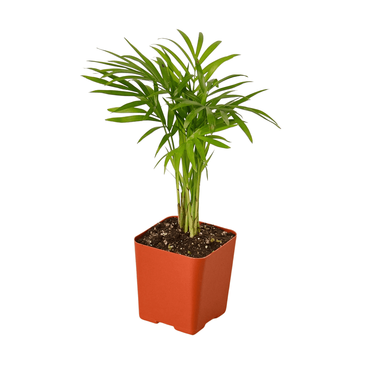 3" Tropical Plant Variety Bundle - Plantonio