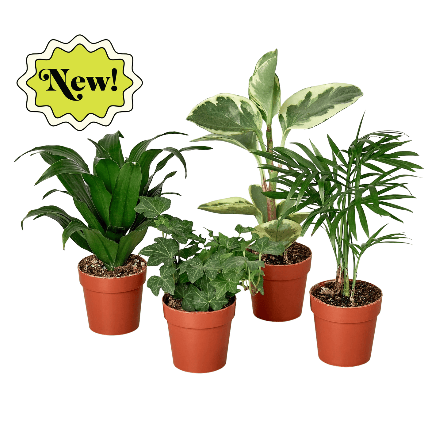 3" Tropical Plant Variety Bundle - Plantonio