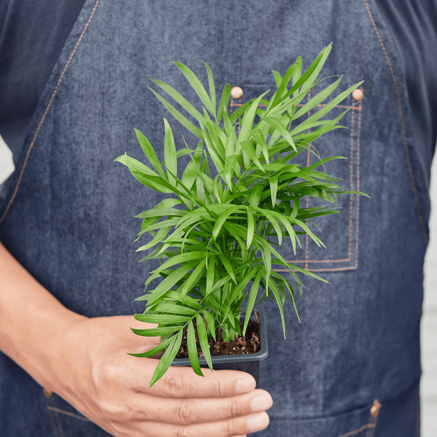 3" Tropical Plant Variety Bundle - Plantonio