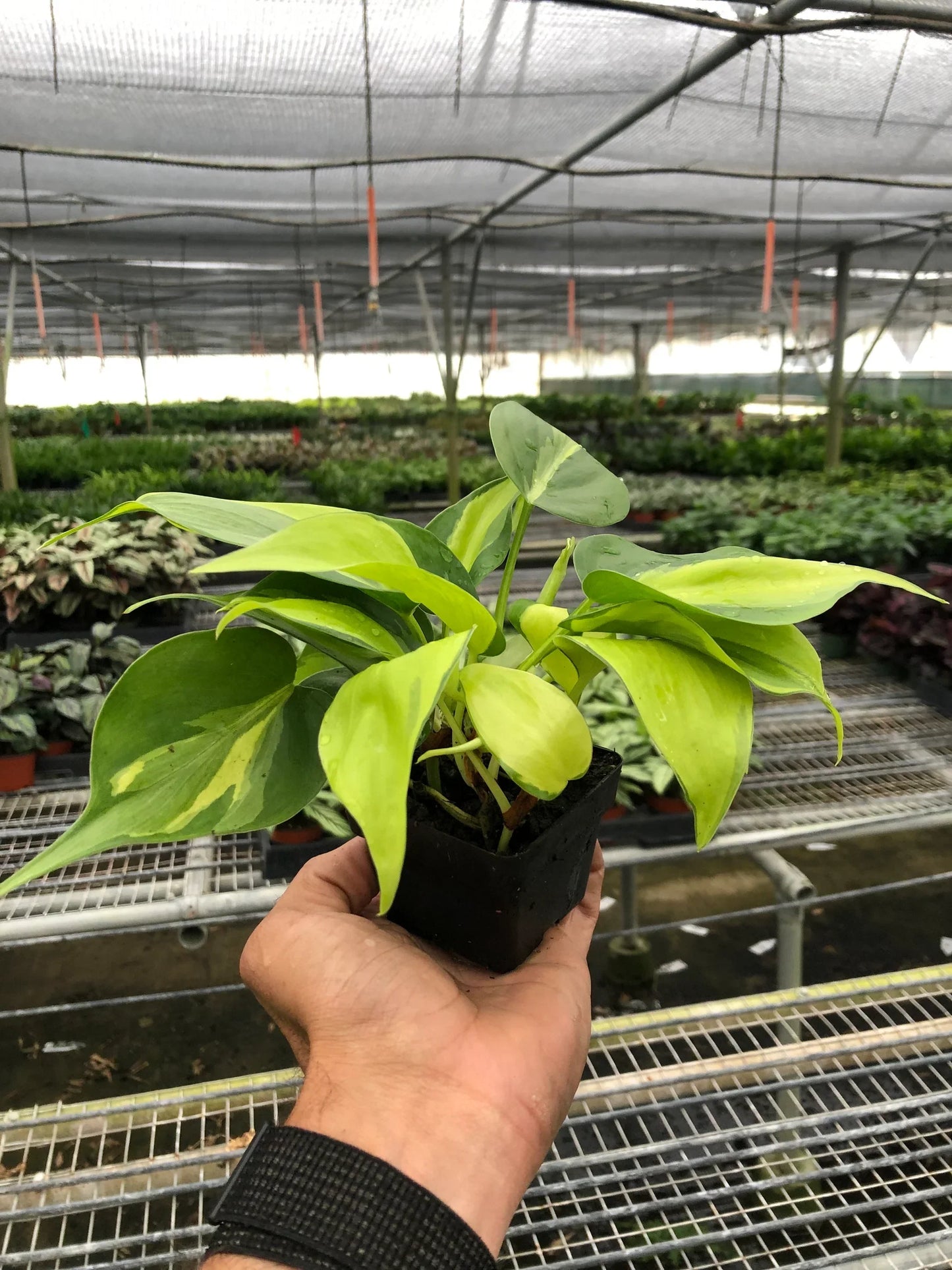 Philodendron 'Brasil' - Plantonio