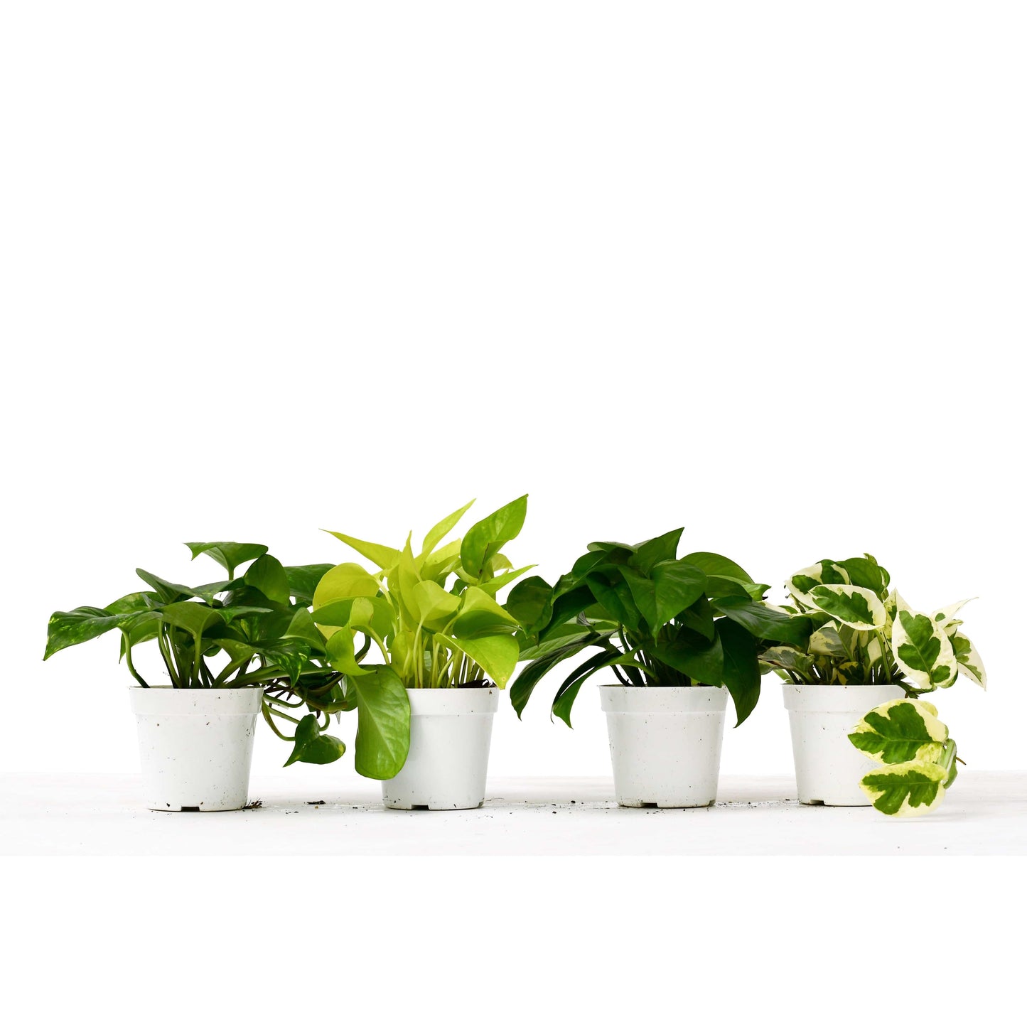 4 Different Pothos Plants in 4" Pots - Live House Plant - Plantonio