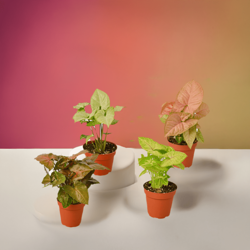 4 Different Syngonium Plants - Arrowhead Plants / 4" Pot / Live Plant - Plantonio