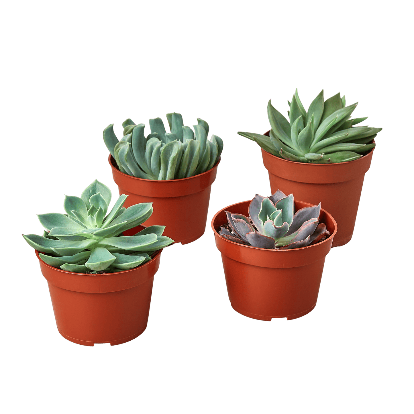 4 Echeveria Succulent Variety Pack - 4.0" Pot - Plantonio
