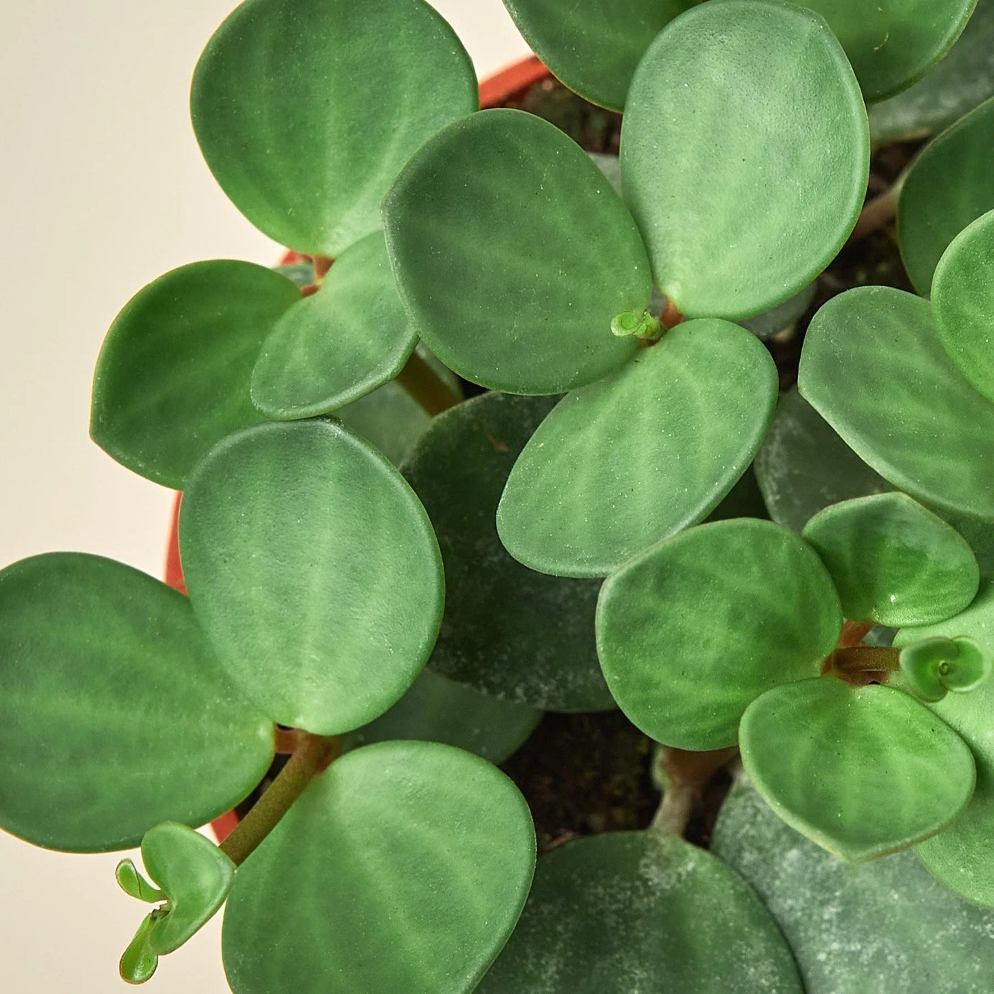 Peperomia 'Hope' - Plantonio