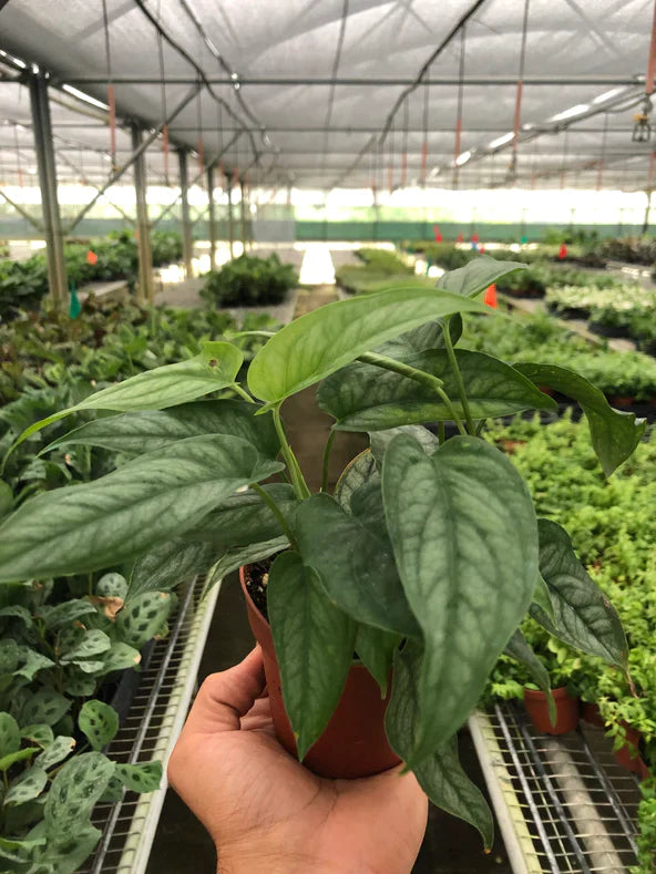 Monstera 'Siltepecana' - Plantonio