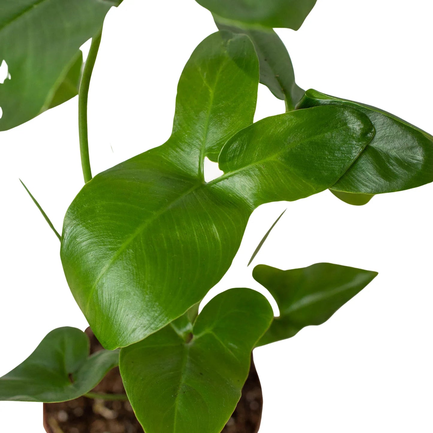 Philodendron 'Goeldii' - Plantonio