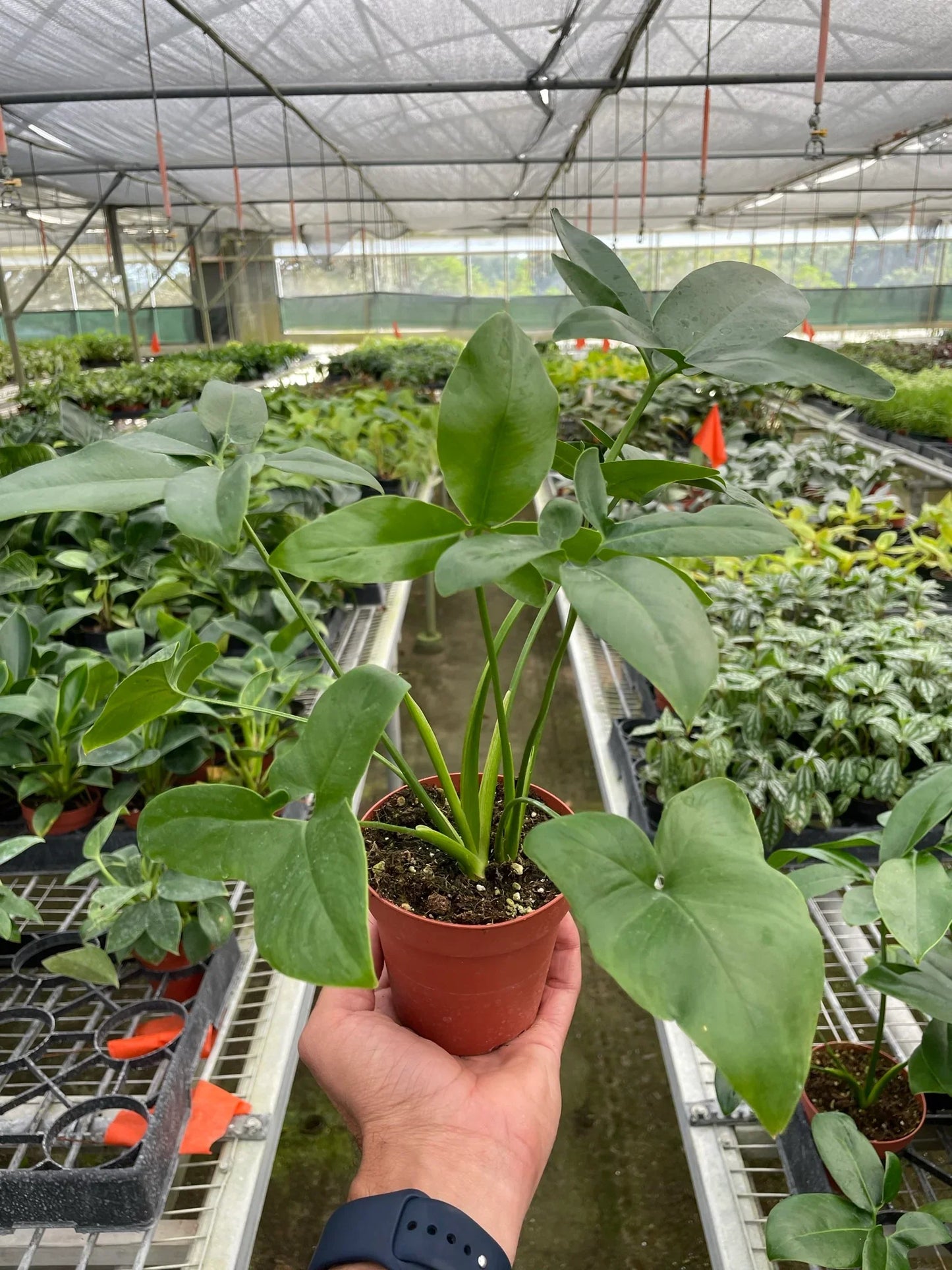 Philodendron 'Goeldii' - Plantonio