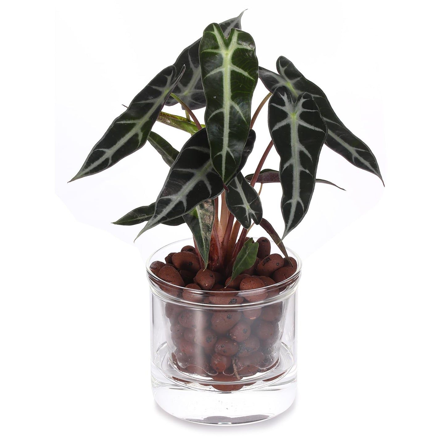 LAZUSAM 4 Inch Self Watering Pot for Indoor Plants,Small Plant Pot,African Violet Pot Self Watering,Bottom Watering Pot,Clear Glass Planter for Small Houseplants - Plantonio