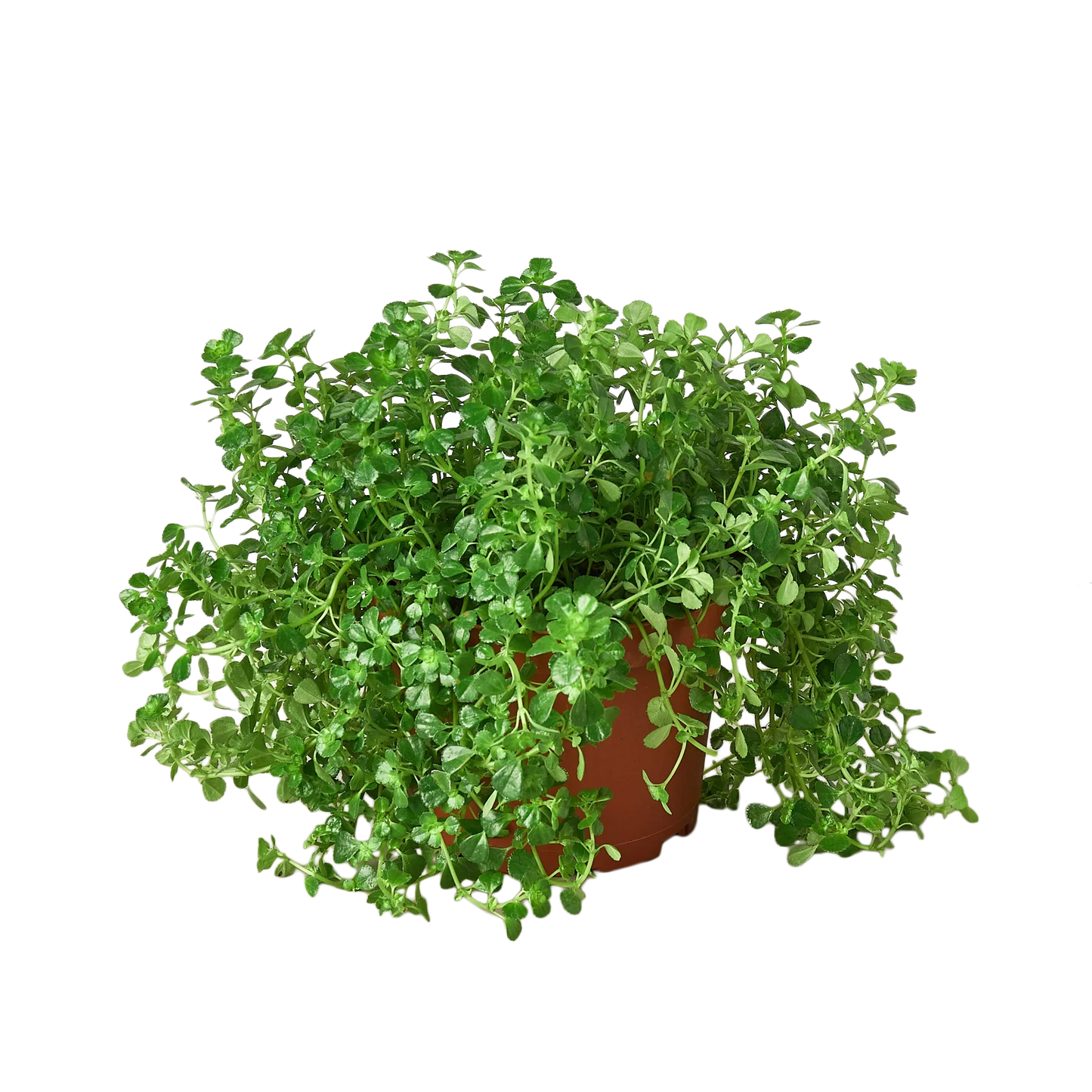 Nettle 'Baby's Tear' - Plantonio