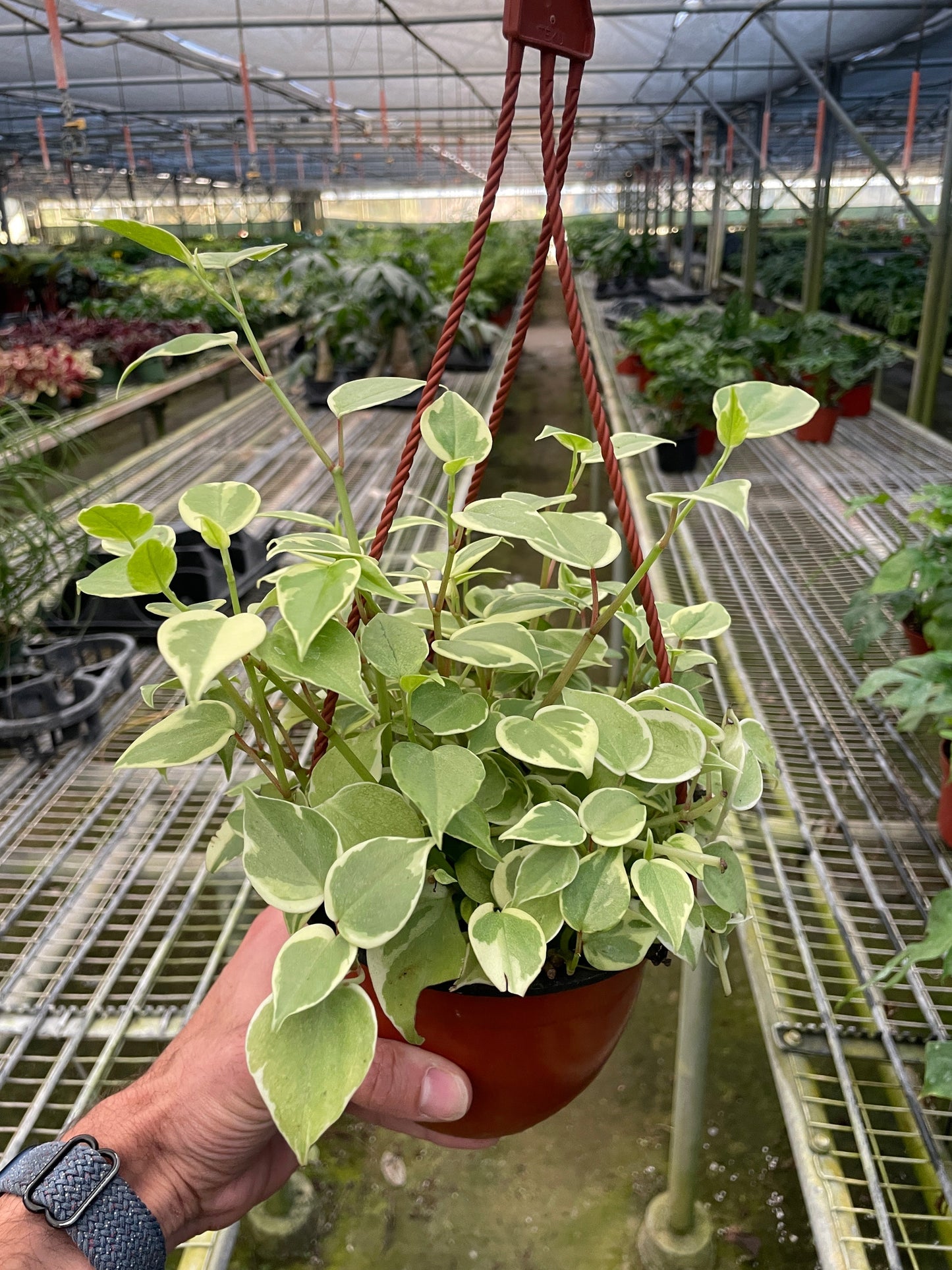 Peperomia 'Cupid' - Plantonio