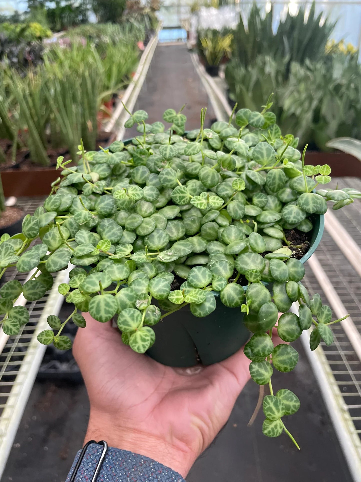 Peperomia Prostrata 'String of Turtles' - Plantonio