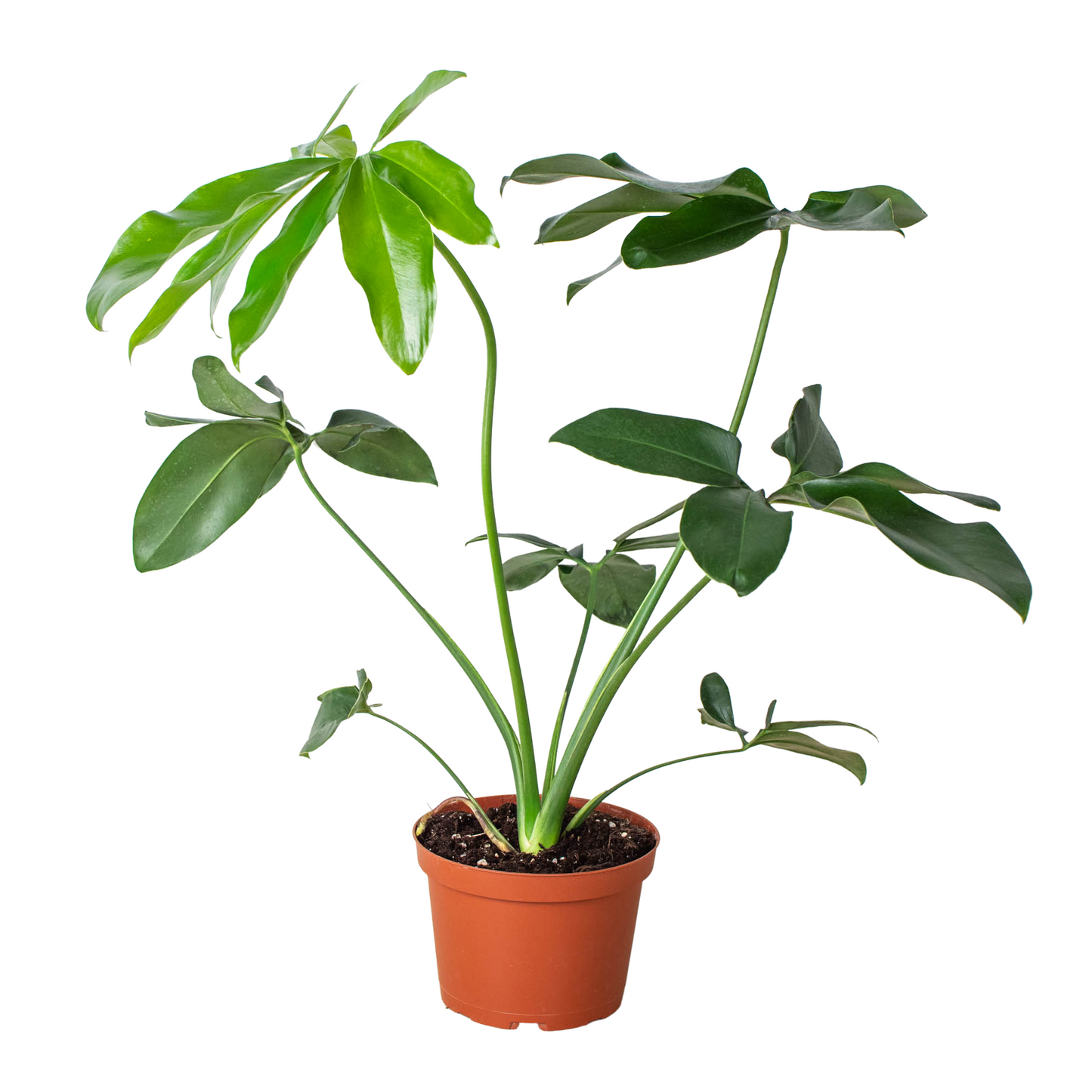 Philodendron 'Goeldii' - Plantonio