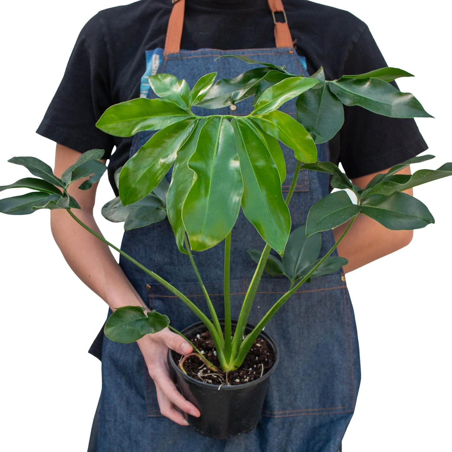 Philodendron 'Goeldii' - Plantonio