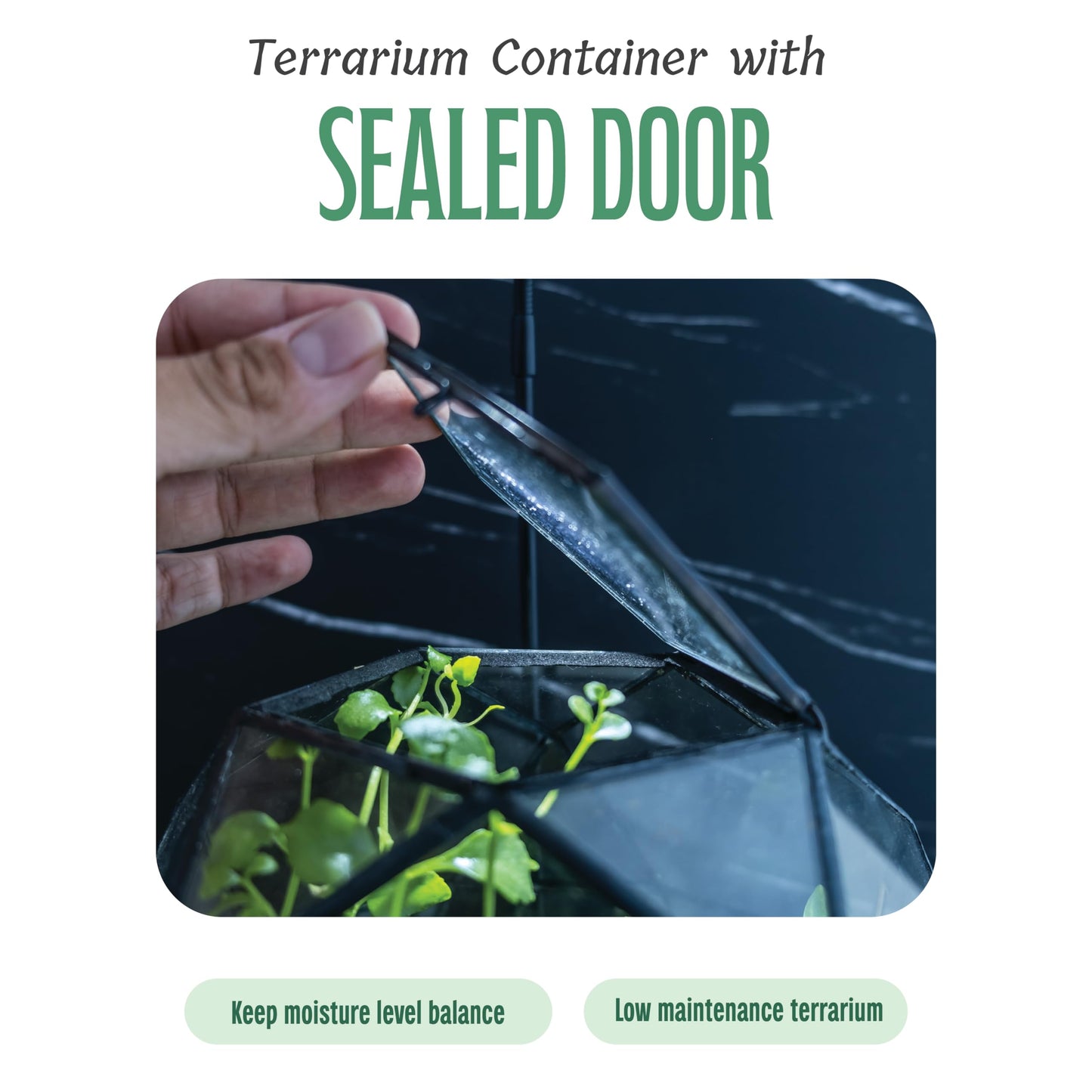 KraftStories Clear Glass Terrarium with Door | Sphere Design Container | Ideal Planter for Moss and Indoor Plants | Maintains Humidity | Self-Sustaining Indoor Garden Ecosystem (Only Terrarium) - Plantonio