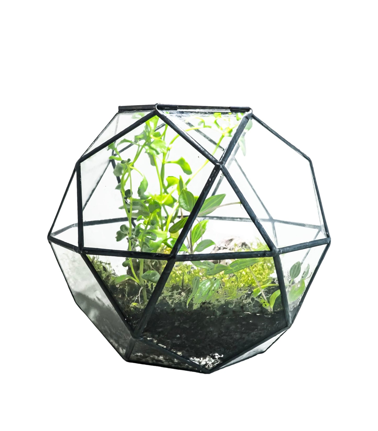 KraftStories Clear Glass Terrarium with Door | Sphere Design Container | Ideal Planter for Moss and Indoor Plants | Maintains Humidity | Self-Sustaining Indoor Garden Ecosystem (Only Terrarium) - Plantonio