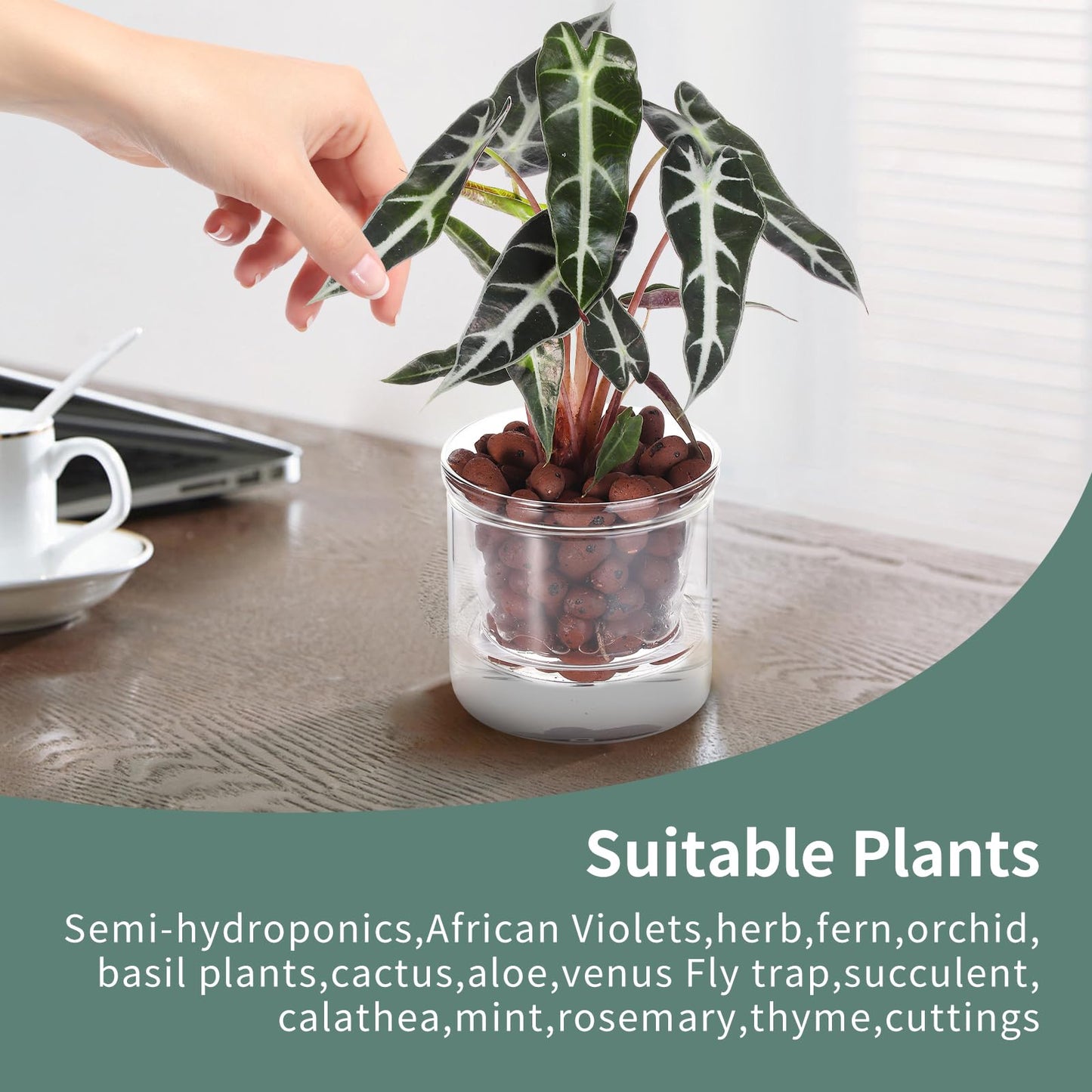 LAZUSAM 4 Inch Self Watering Pot for Indoor Plants,Small Plant Pot,African Violet Pot Self Watering,Bottom Watering Pot,Clear Glass Planter for Small Houseplants - Plantonio
