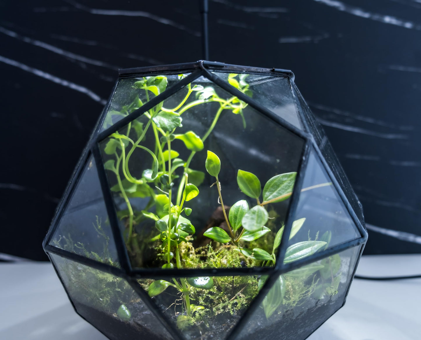 KraftStories Clear Glass Terrarium with Door | Sphere Design Container | Ideal Planter for Moss and Indoor Plants | Maintains Humidity | Self-Sustaining Indoor Garden Ecosystem (Only Terrarium) - Plantonio