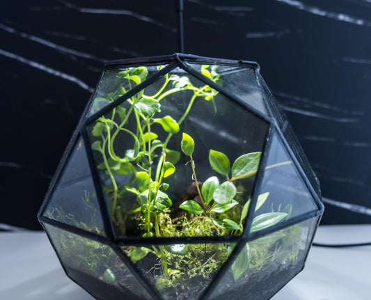 KraftStories Clear Glass Terrarium with Door | Sphere Design Container | Ideal Planter for Moss and Indoor Plants | Maintains Humidity | Self-Sustaining Indoor Garden Ecosystem (Only Terrarium) - Plantonio