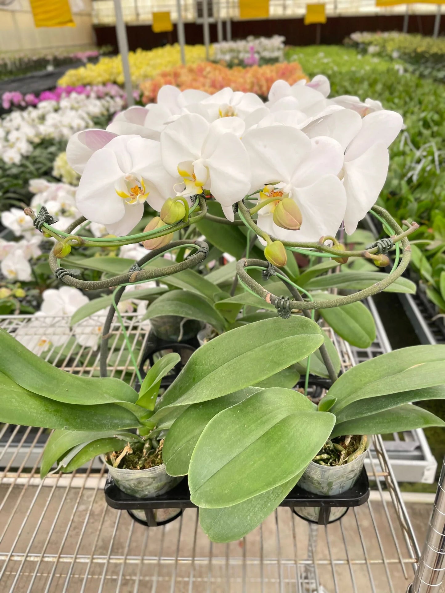 Orchid 'White Phalaenopsis' - Plantonio
