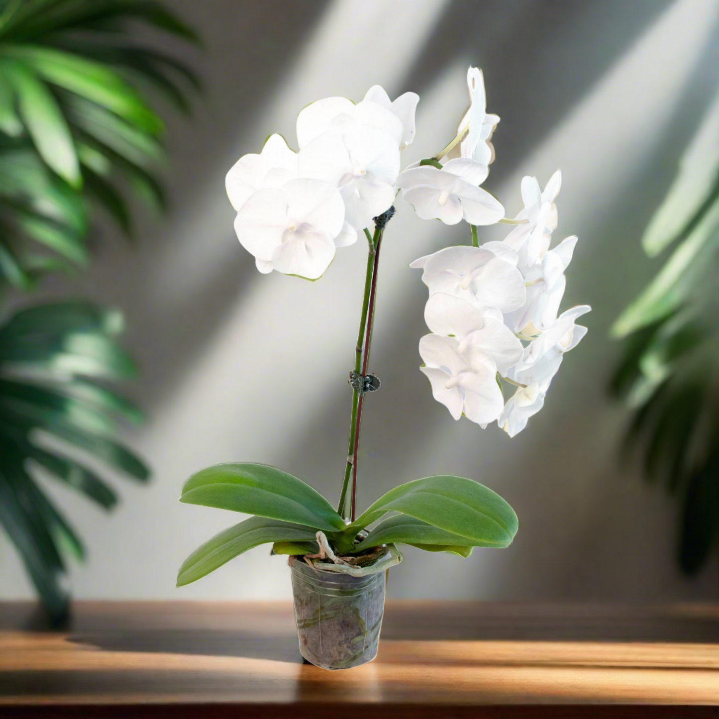 Orchid 'White Phalaenopsis' - Plantonio