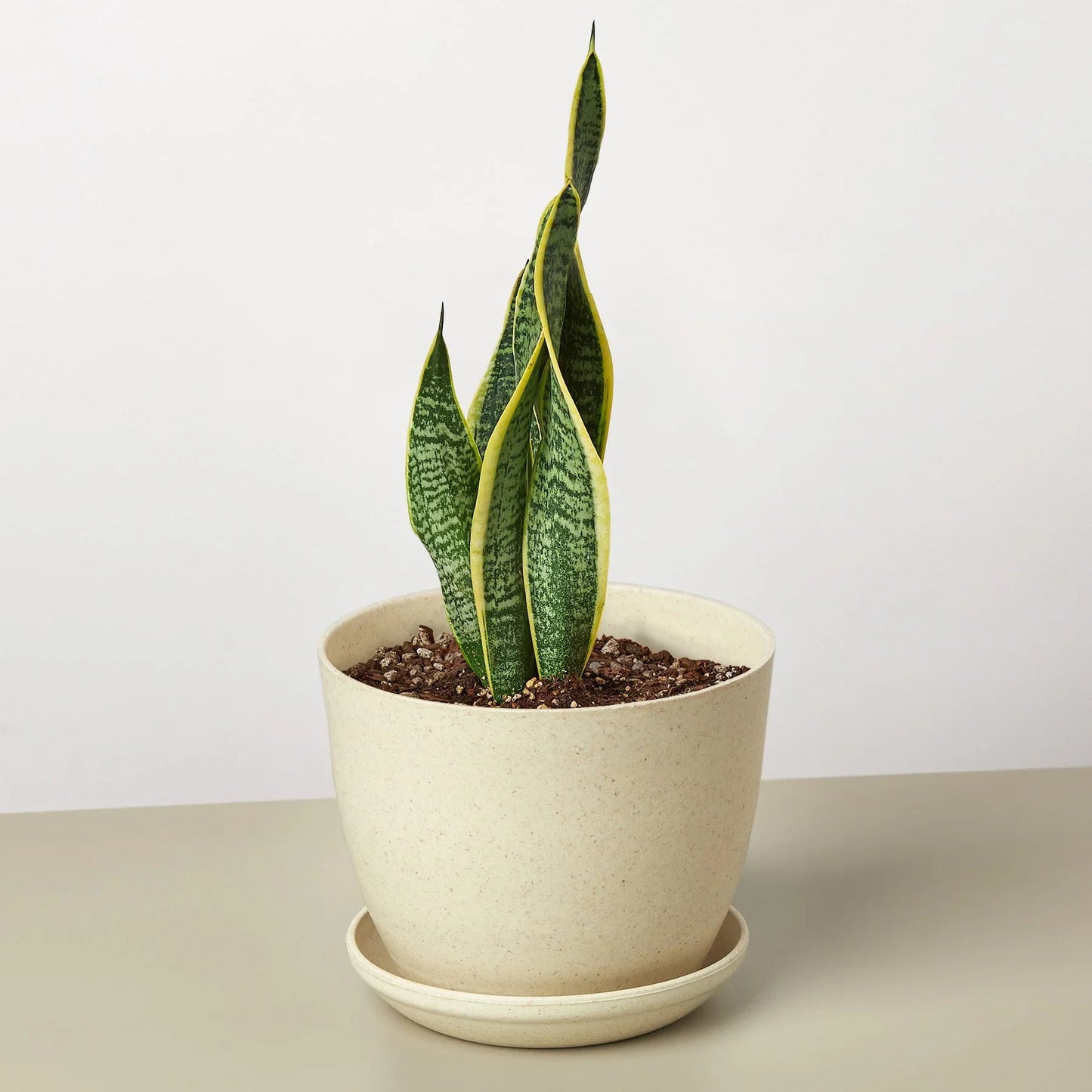 Snake Plant Laurentii - Plantonio
