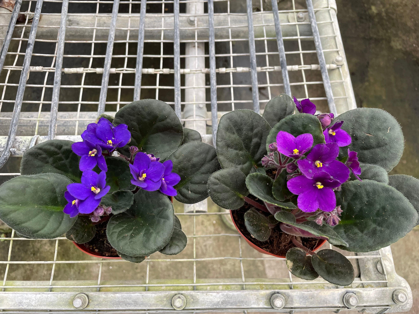 African Violet - Plantonio