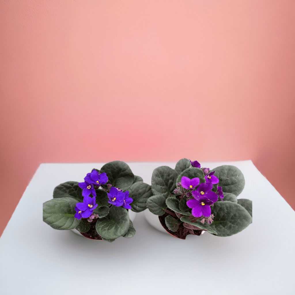 African Violet - Plantonio